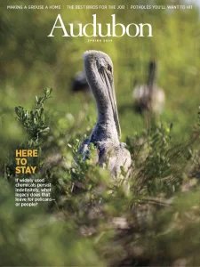 Audubon - Spring 2025