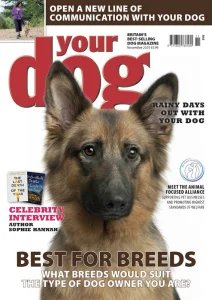 Your Dog - 11.2025