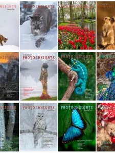 Photo Insights - 2020 Full Year