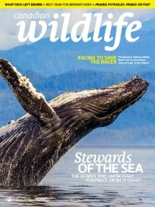 Canadian Wildlife - 05/06 2026