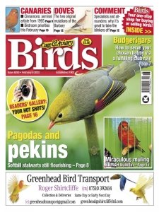 Cage & Aviary Birds - 8.02.2023
